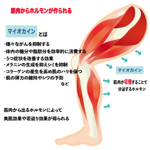 筋肉ホルモン