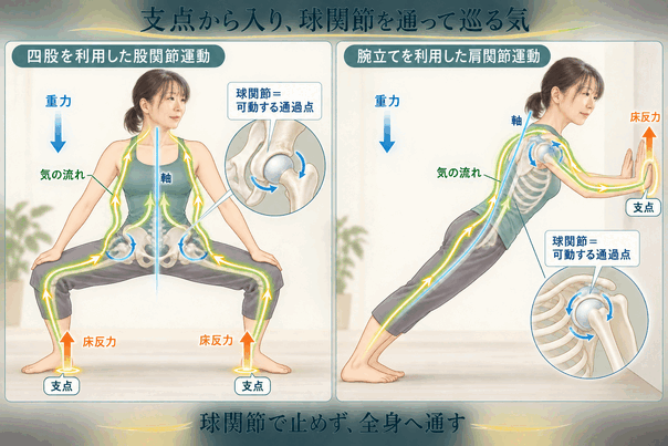 四股と腕立てを利用し、股関節と肩関節から全身へ動きをつなぐ図