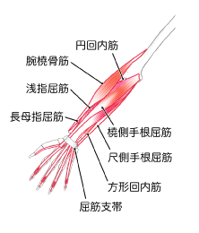 前腕の筋膜リリース